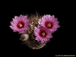 Echinocereus lindsay 860